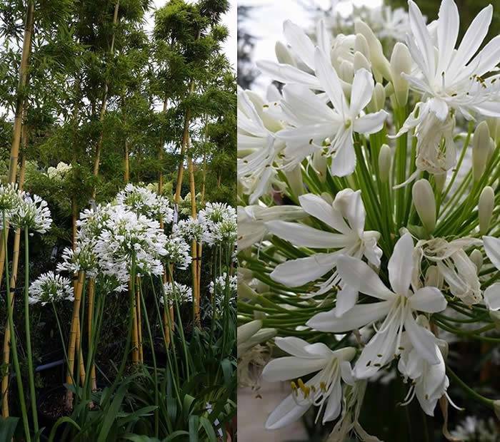 White Agapanthus Lilies - African Lilies to buy online UK