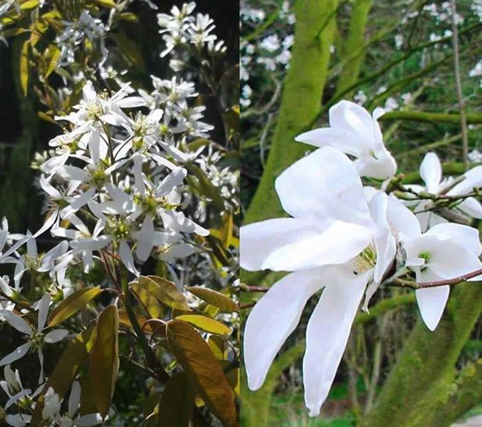White Spring Flowering Shrubs to buy online UK