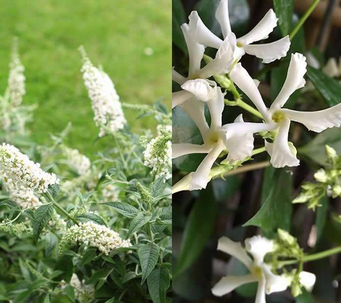 White Buddleia and White evergreen Jasmine to buy online UK