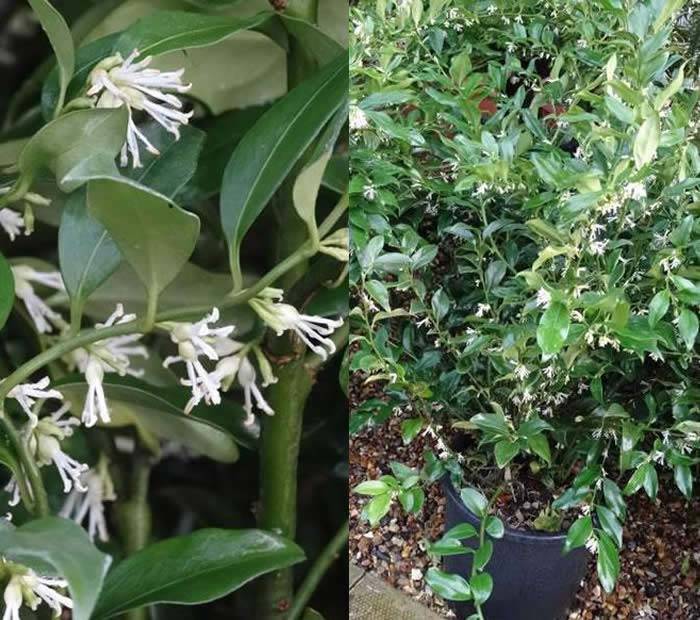 Sarcocca Ruscifolia or Christmas Box flowering shrubs to buy online UK