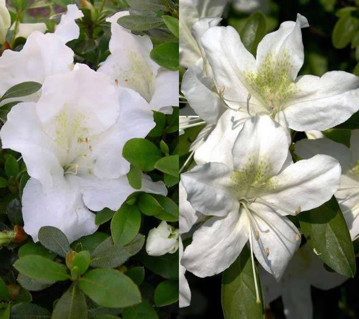 White Azaleas for sale online UK