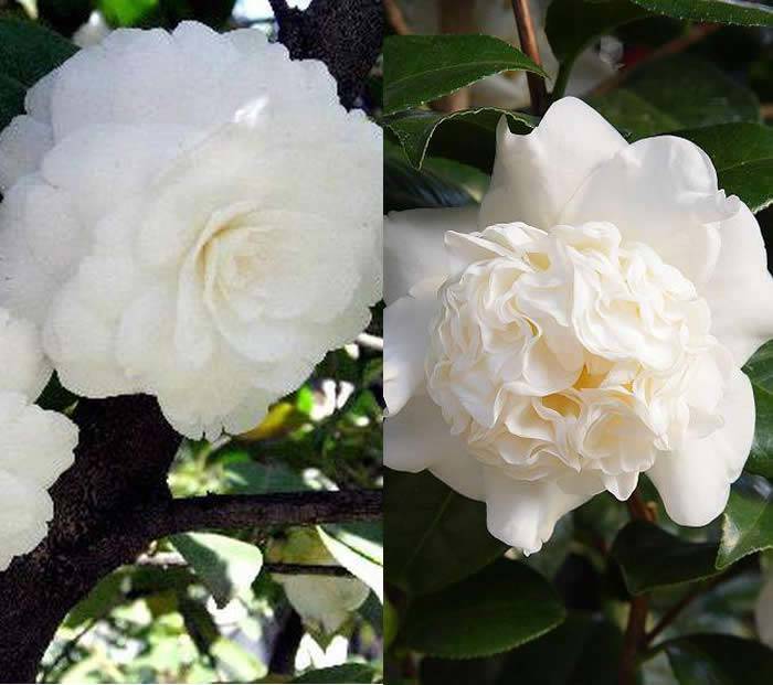 White Flowering Camellias for sale online UK