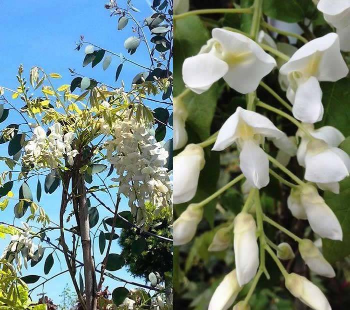 White Flowering Wisterias to buy online UK