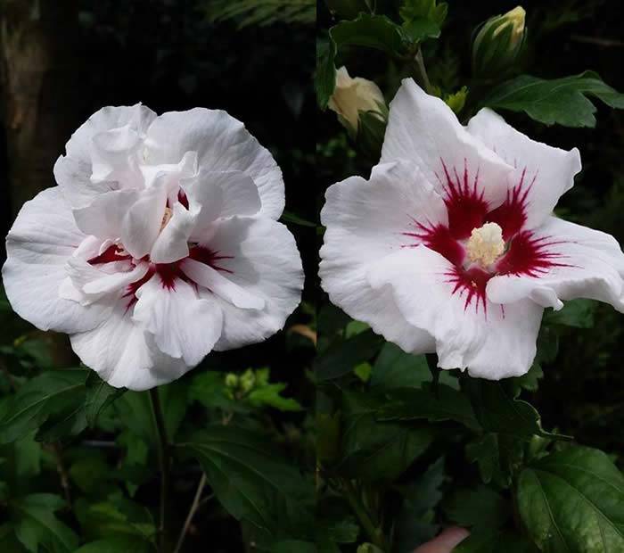 White Hibiscus shrubs for sale online UK