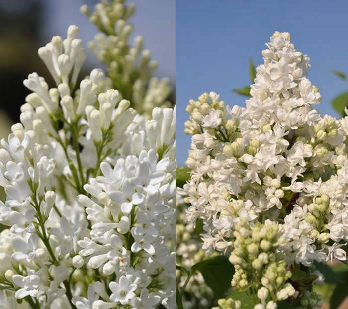 White Flowering Lilac shrubs to buy online UK