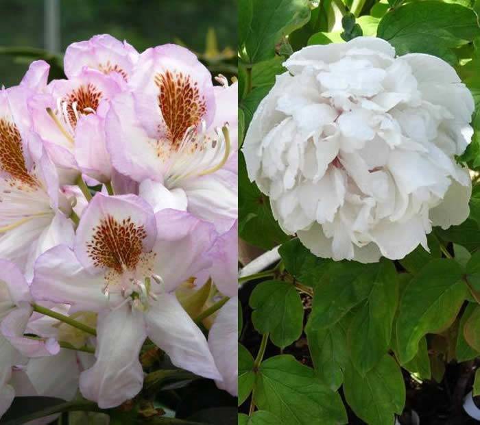 White Rhododendron and White Tree Peony