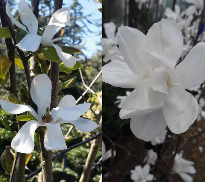 White Flowering Magnolias to buy online UK