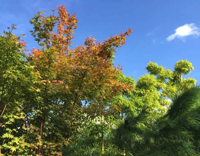 Acer Palmatum - Large tree just changing colour for Autumn buy online UK