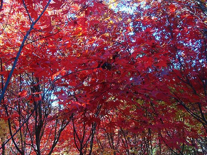 Acer Palmatum Bloodgood Autumn Leaves Are Brilliant Red buy online UK