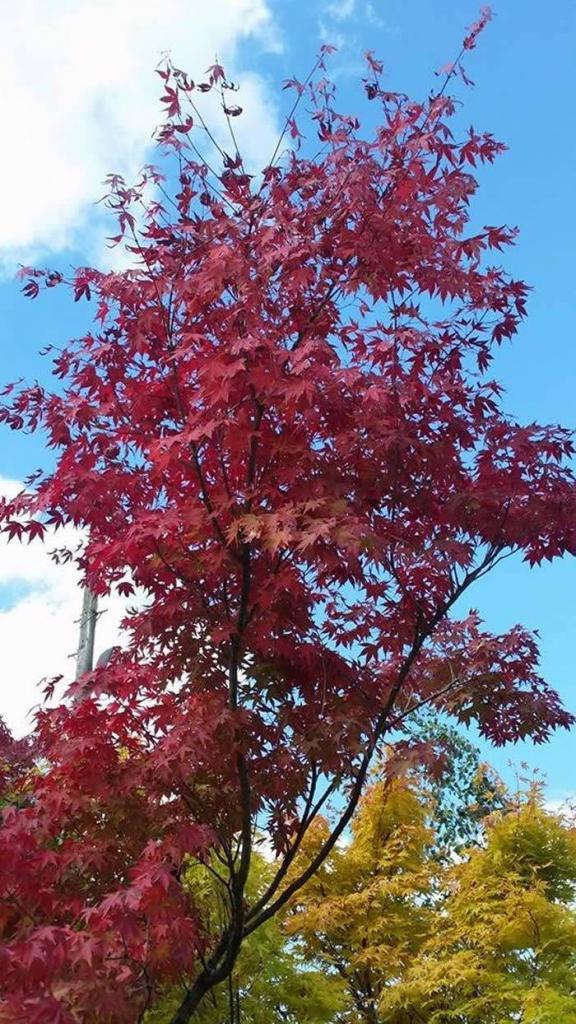 Acer Palmatum Bloodgood, Japanese Maples in Autumn, mature trees to buy UK