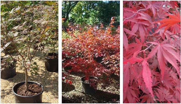 Acer Palmatum Chitoseyama - at different seasons buy UK