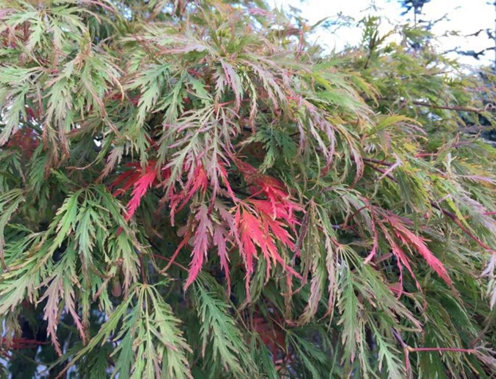 Acer Palmatum Pink Passion. Japanese Maple Pink Leaves
