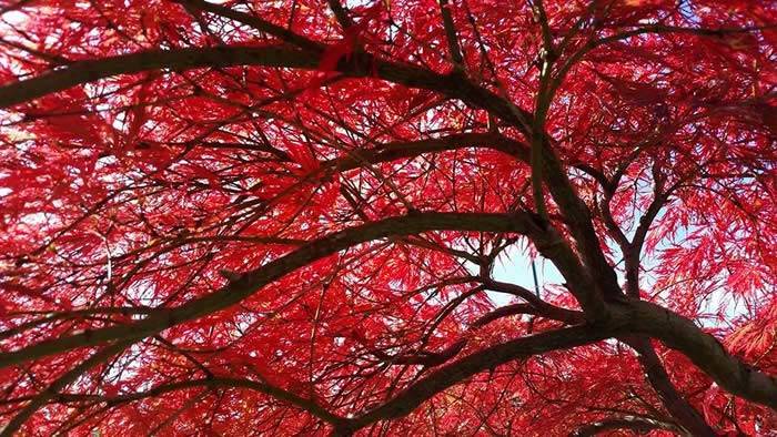 Acer Palmatum Dissectum Garnet Specimen Tree buy from our London plant centre, UK