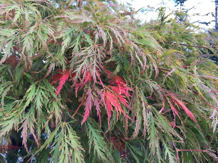 Acer Palmatum Dissectum - just changing colour in early September, for sale UK