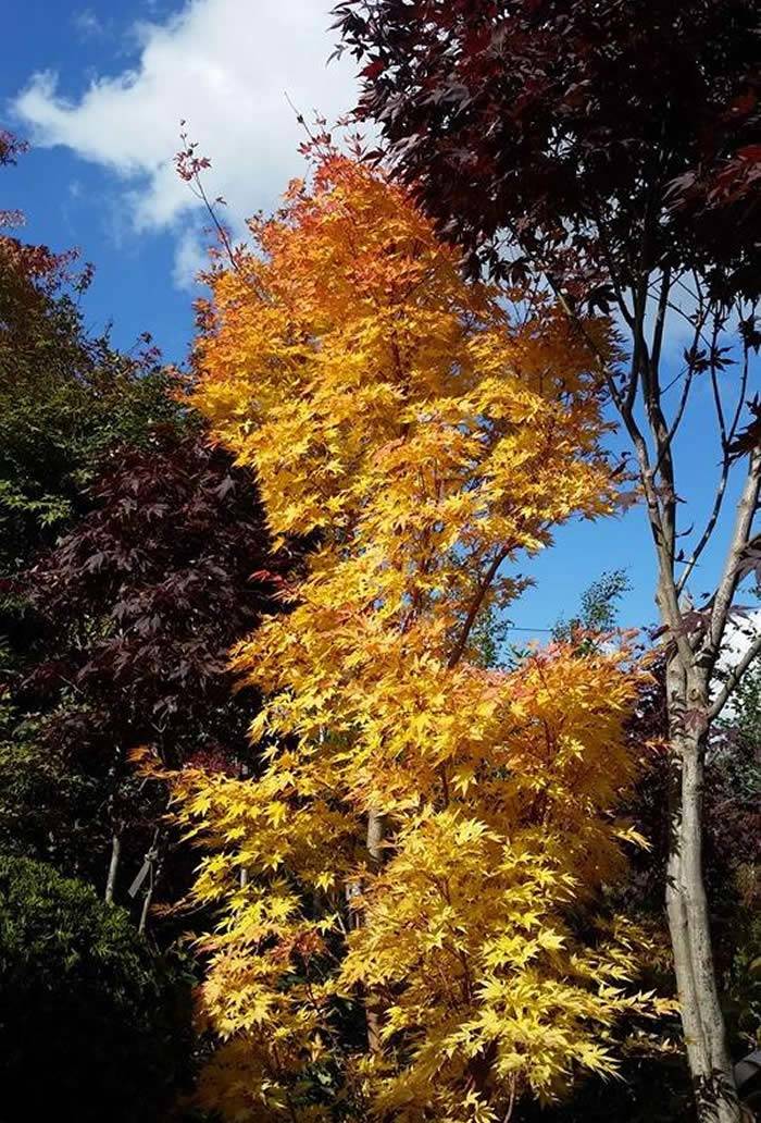 Acer Palmatum Sango Kaku - bright yellow foliage for Autumn, buy online UK