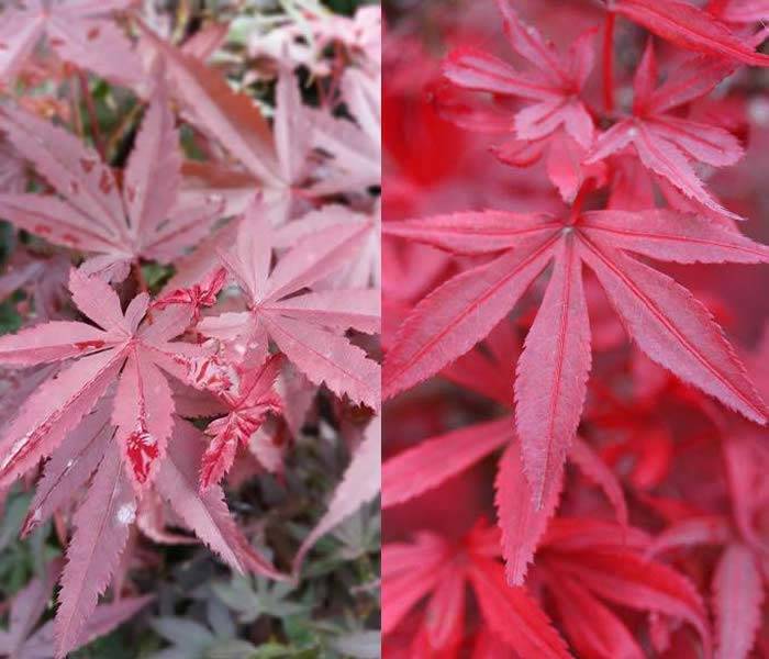 Best Acers for Autumn Colour - Acer Palmatum Shaina buy online UK