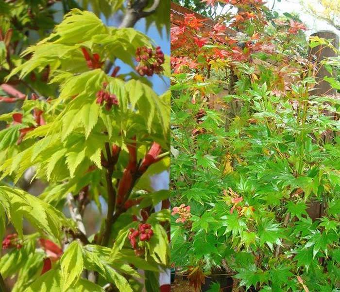 Acer Palmatum Shirasawanum Aureum or Golden Full Moon Maple buy UK