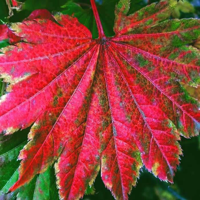 Acer Shirasawanum Aureum in Autumn - for sale at our Crews Hill nursery, UK