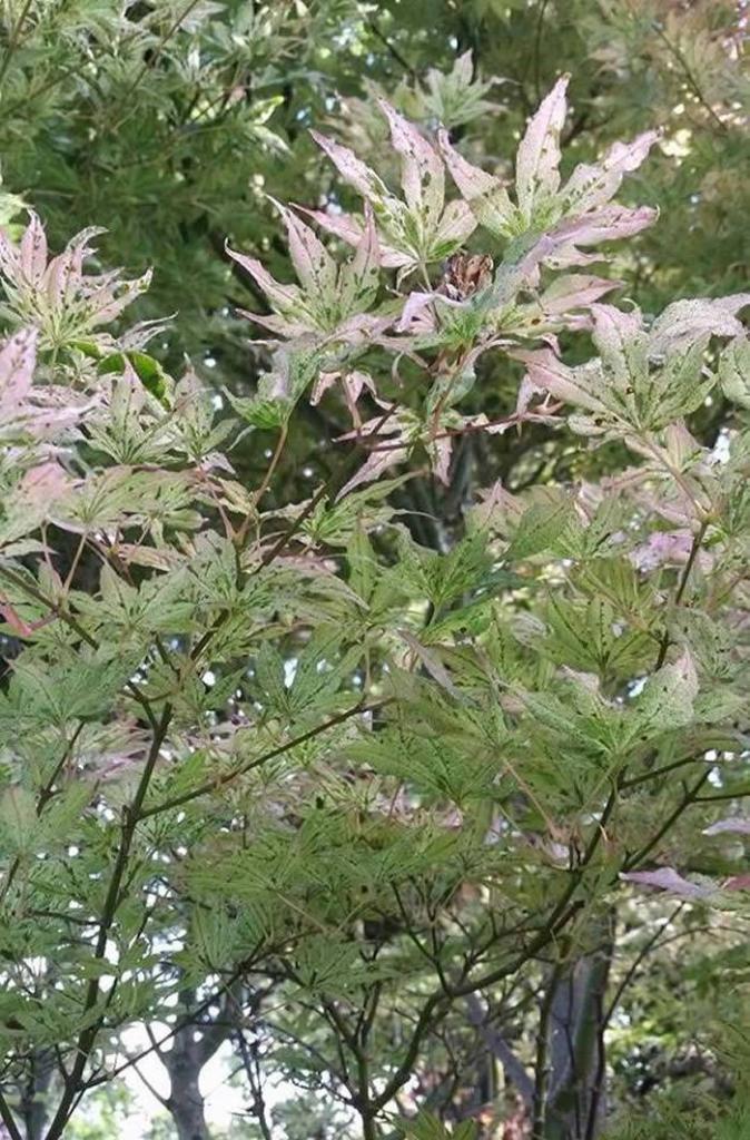 Acer Palmatum Ukigumo - Floating Clouds tree, buy online UK