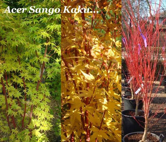 Acer Sango Kaku for sale online at our London plant centre UK