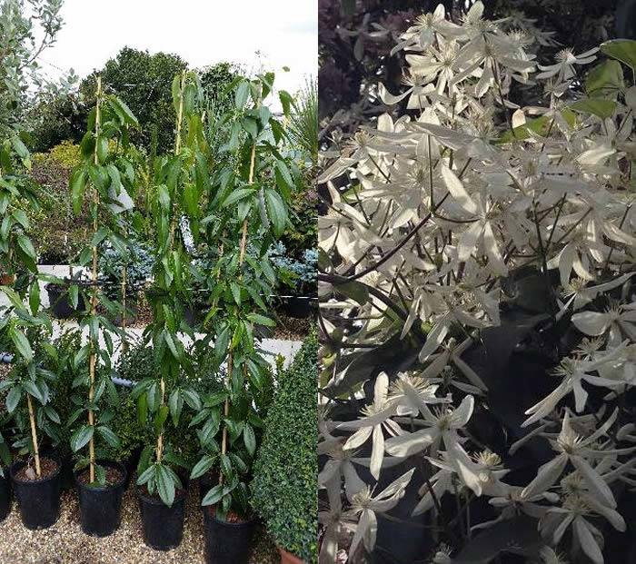 Clematis Armandii evergreen climber blooms in Spring buy UK