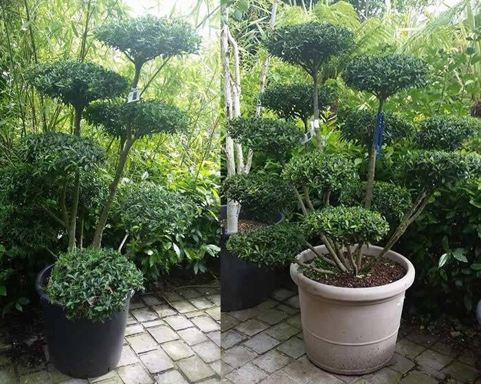 Garden Bonsai - Japanese Holly Trees buy online UK