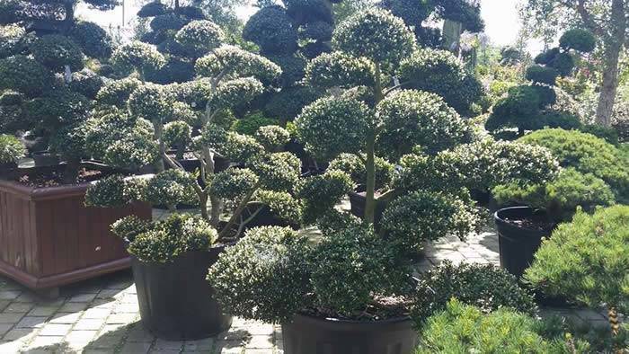 Cloud Trees For Sale at our London Plant Centre