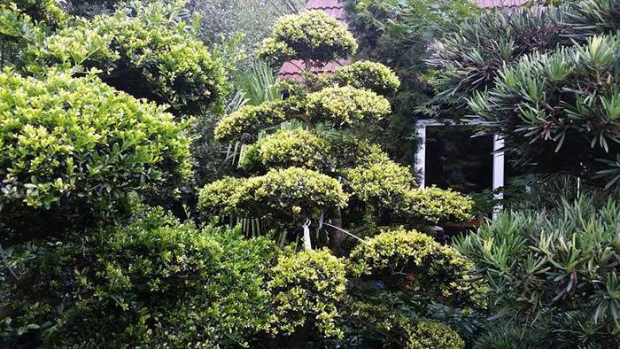 Cloud Trees for sale at Paramount Plants, buy online UK