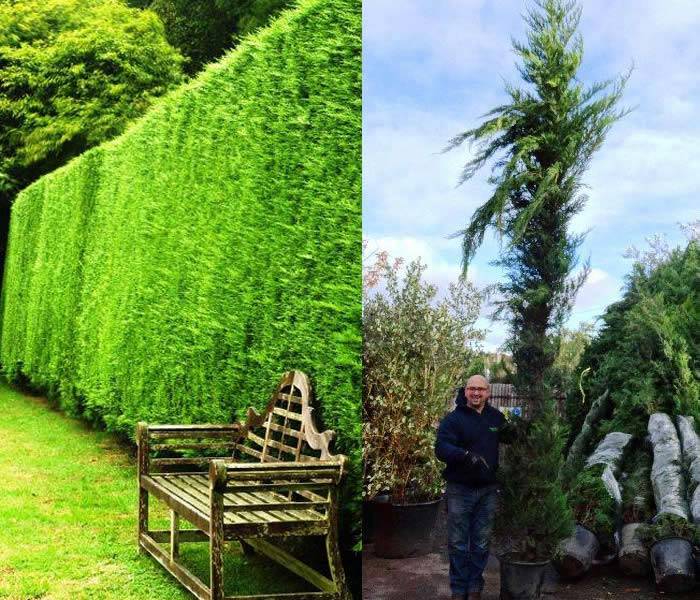 Cupressus Leylandii Special Offer buy online UK