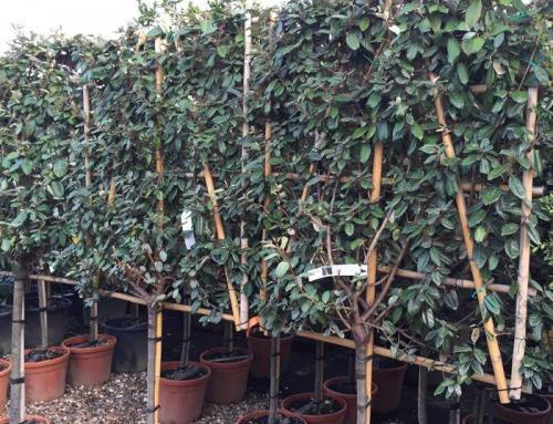 Half Standard Pleached Trees – Trained on a Bamboo Frame