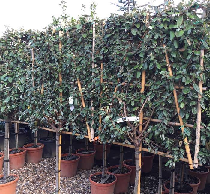 Eleagnus x Ebbingei Half Standard Pleached Trees buy UK