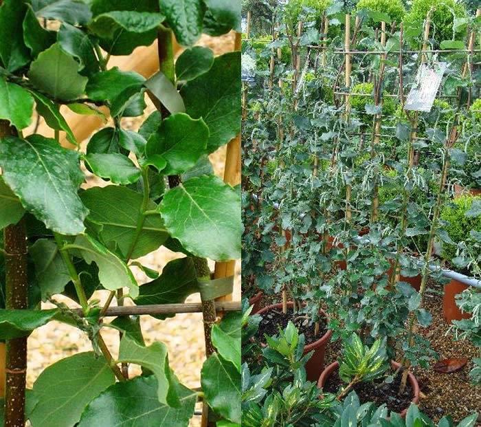 Garrya Elliptica evergreen climber with catkins buy UK