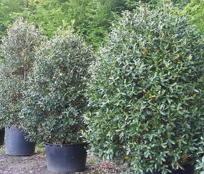 Ilex Aquifolium | Holly Hedging buy online UK