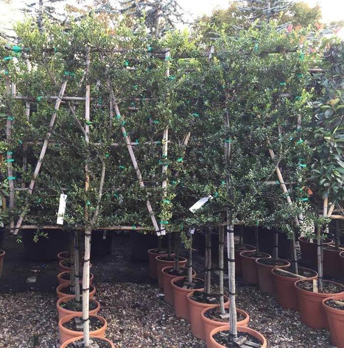 Ilex Crenata Green Hedge Half Standard tree grown on a bamboo frame, buy UK