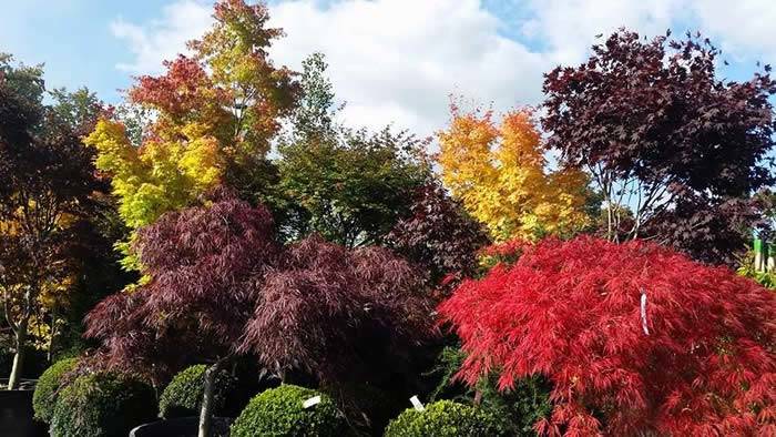 Japanese Maple trees showing their Autumn colours, buy online UK