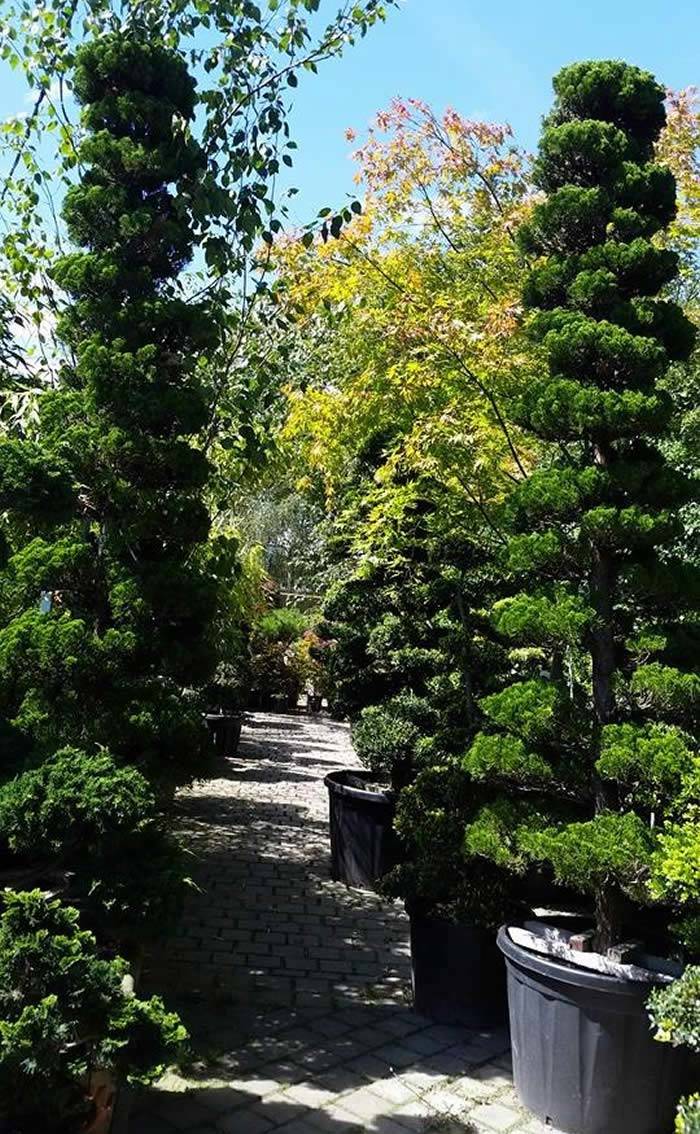 Juniperus Chinensis Kaizuka Cloud Trees Juniperus Chinensis Kaizuka Cloud Trees for sale at Paramount Plants