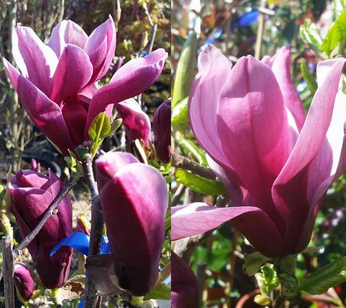 Magnolia Lilliflora Nigra - Black Lily Magnolia buy online UK
