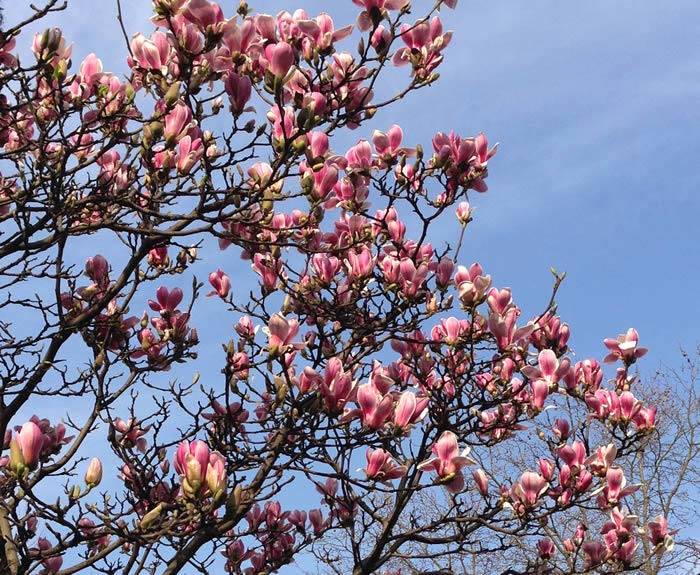 Spring Flowering Plants - A fully grown mature Magnolia Soulangeana in bloom in Springtime
