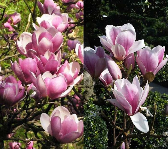 Magnolia Soulangeana Satisfaction, pink flowering magnolia buy online UK