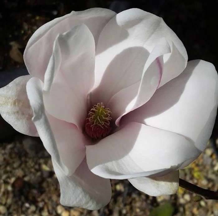 Magnolia Soulangeana Flowering, for sale at our London Plant centre, UK