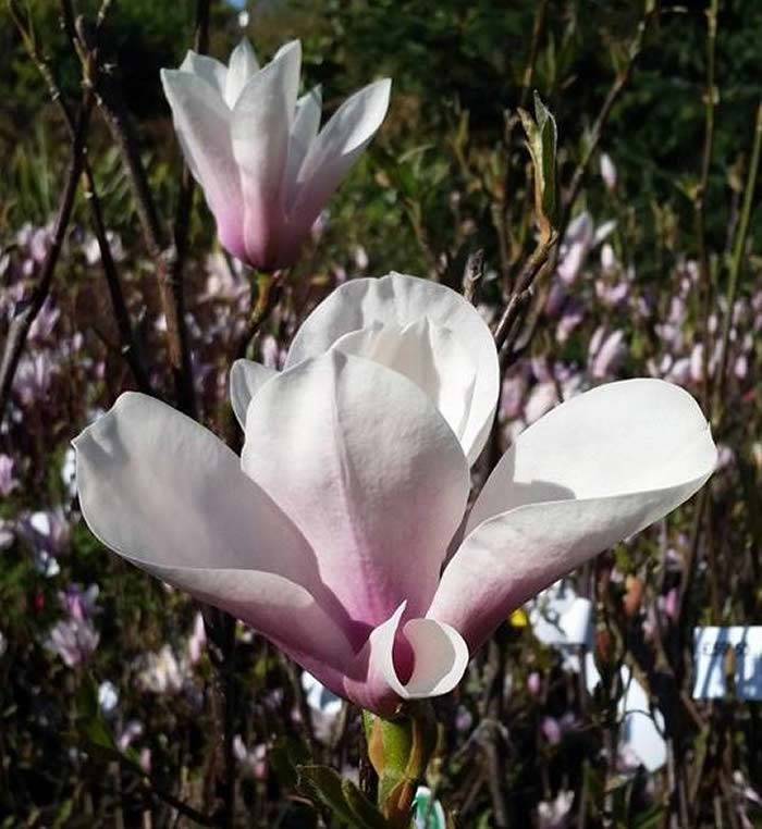 Magnolia Soulangeana Superba buy online UK