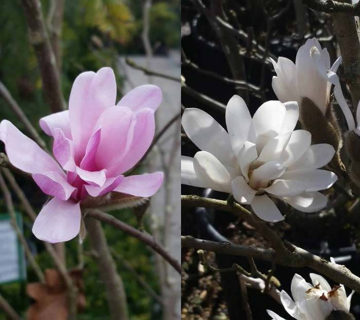 Magnolia Stellata Rosea - Pink Flowering | Magnolia Stellata, white buy online UK