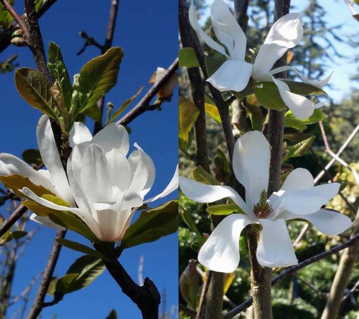 Magnolia X Loebneri Merrill - white flowering for sale UK