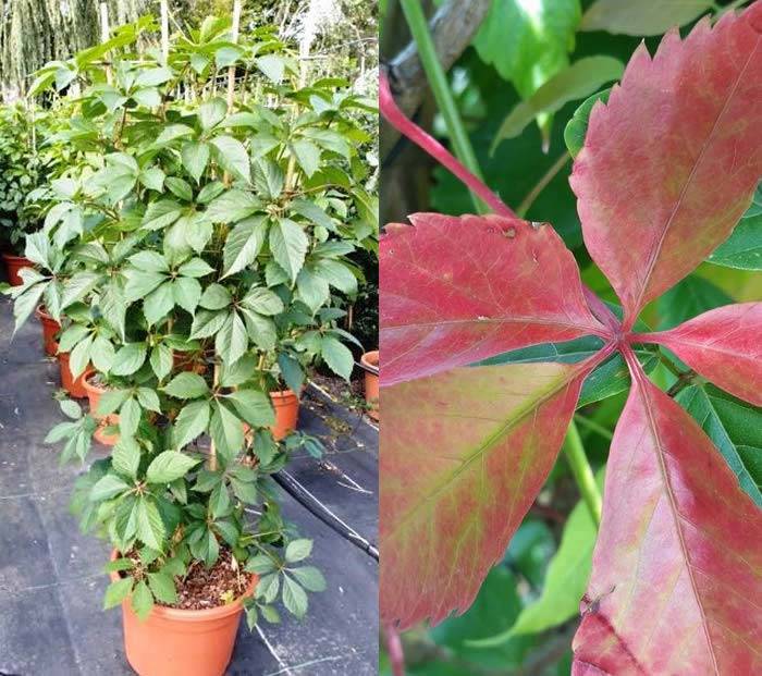 Virginia Creeper Parthenocissus Quinquefolia for sale UK