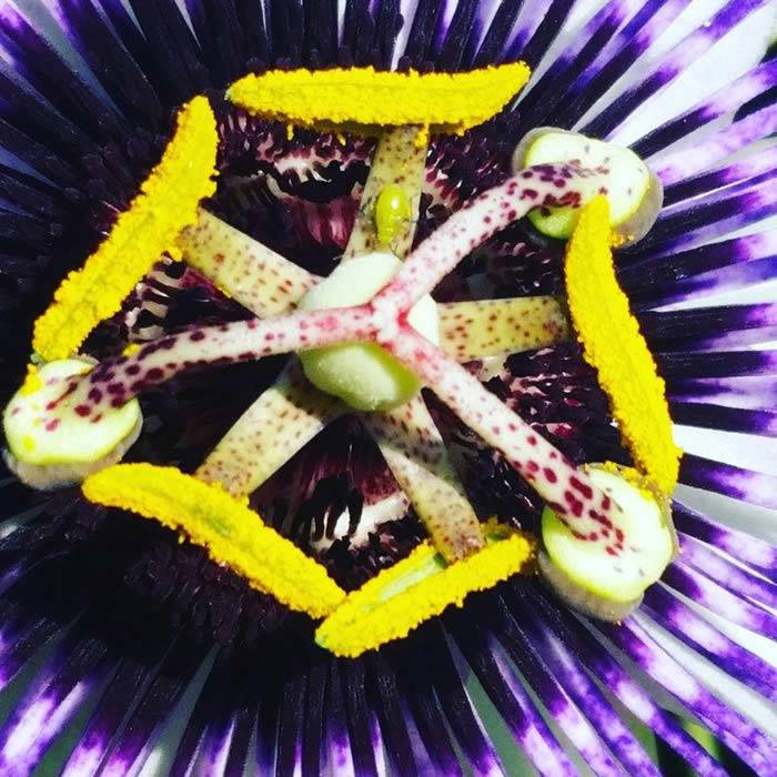 Passion Flower climber for sale UK
