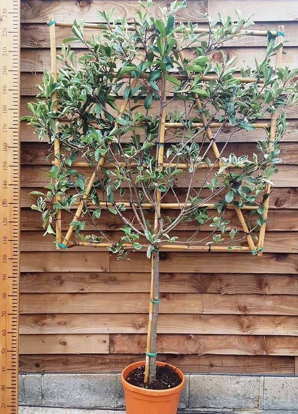 Photinia Pink Marble Half Standard Pleached Trees 