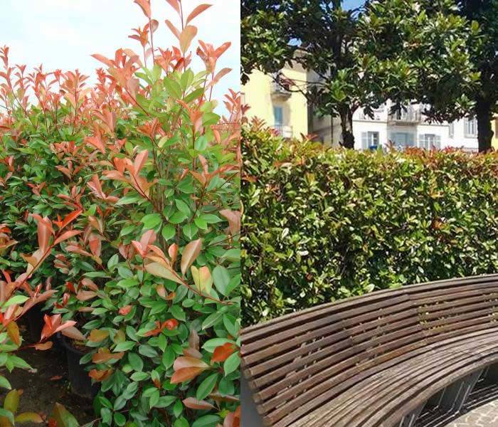 Photinia Red Robin Hedging Plants for sale at our London plant centre, UK
