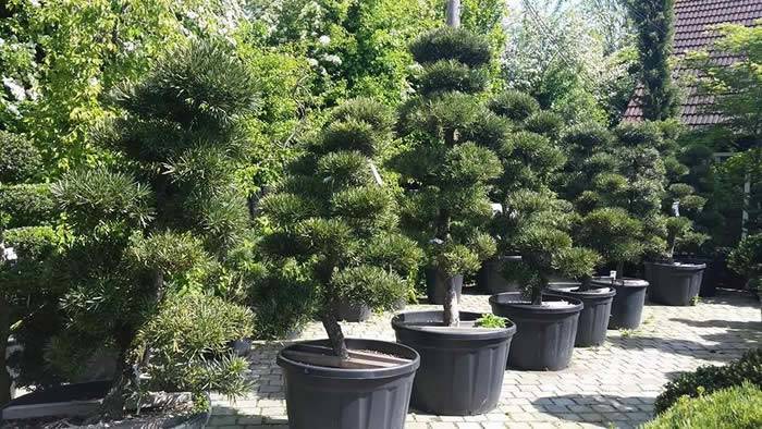 Podocarpus Macrophylla Cloud Trees - Specimen Trees buy at Paramount Plants