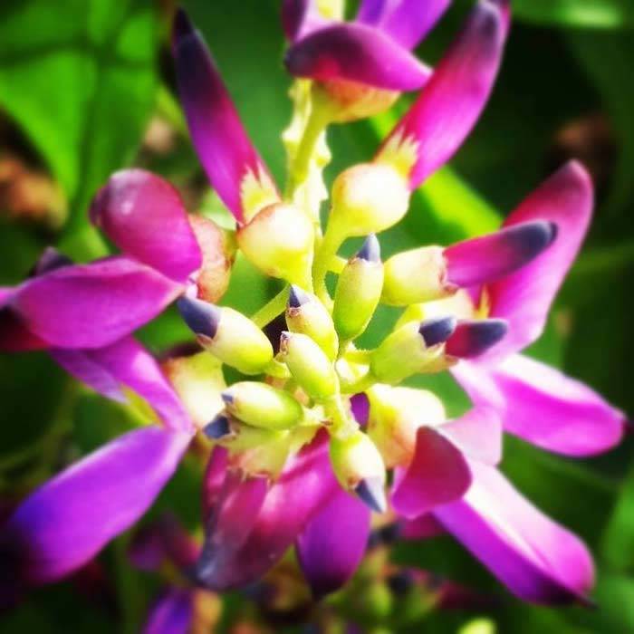 Evergreen Wisteria Millettia Satsuma Evergreen Wisteria Millettia Satsuma buy online UK