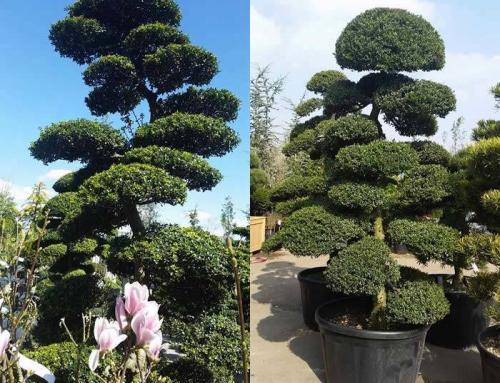 Cloud Pruned Trees